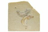 Cretaceous Fish and Shrimp - Hjoula, Lebanon #236033-1